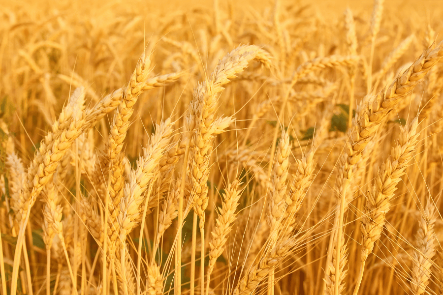 Organic Wheat vs Normal Wheat