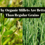Why Organic Millets Are Better Than Regular Grains