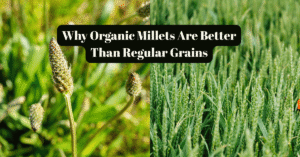 Why Organic Millets Are Better Than Regular Grains
